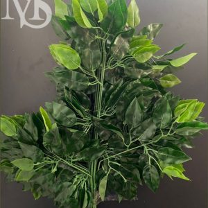 FICUS PLASTIFICADO DGR X12